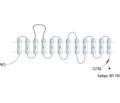 SLC6A15 Blocking Peptide