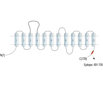 SLC6A15 Blocking Peptide