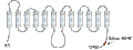 Anti-GLUT1 Antibody