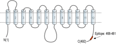 Anti-GLUT1 Antibody