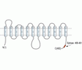 GLUT1 Blocking Peptide