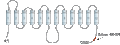 Anti-GLUT2 (SLC2A2) Antibody