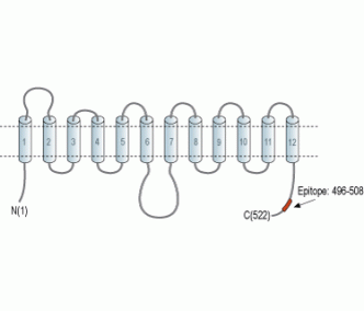 GLUT2/SLC2A2 Blocking Peptide