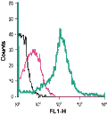 Anti-GLUT3 (extracellular)-FITC Antibody