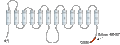 Anti-GLUT4-ATTO Fluor-594 Antibody