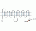 GLUT4 Blocking Peptide