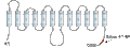 Anti-GLUT5 (SLC2A5) Antibody