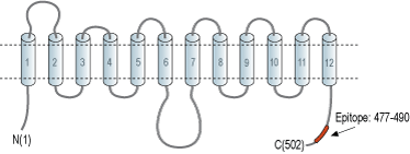 Anti-GLUT5 (SLC2A5) Antibody
