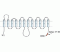 GLUT5/SLC2A5 Blocking Peptide