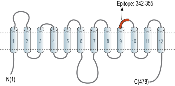 Anti-GLUT8 (extracellular) Antibody