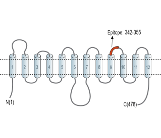 GLUT8 (extracellular) Blocking Peptide