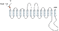 Anti-SGLT1 (extracellular) Antibody