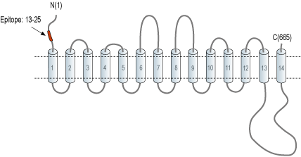 Anti-SGLT1 (extracellular) Antibody