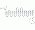 SGLT1 (extracellular) Blocking Peptide