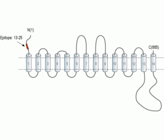 SGLT1 (extracellular) Blocking Peptide
