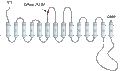 Anti-SGLT2 (extracellular) Antibody