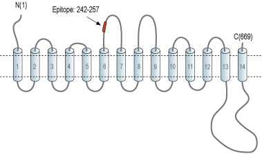 Anti-SGLT2 (extracellular) Antibody
