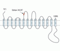 SGLT2 (extracellular) Blocking Peptide