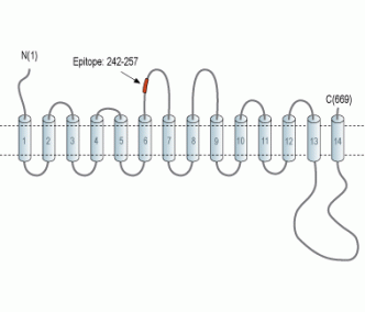 SGLT2 (extracellular) Blocking Peptide