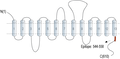Anti-SMCT1 (SLC5A8) Antibody