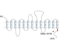 SMCT1 (SLC5A8) Blocking Peptide