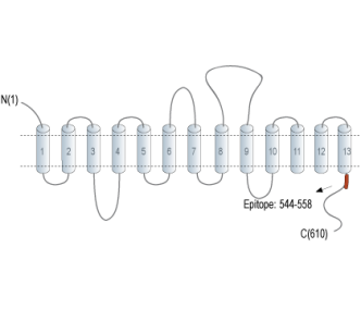 SMCT1 (SLC5A8) Blocking Peptide