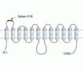 GLUT1 (extracellular) Blocking Peptide