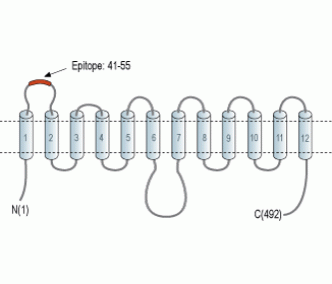 GLUT1 (extracellular) Blocking Peptide