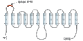 Anti-GLUT1 (extracellular) Antibody