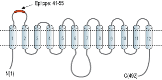 Anti-GLUT1 (extracellular) Antibody