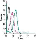 Anti-Human GLUT3 (extracellular)-FITC Antibody