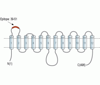 Human GLUT3 (extracellular) Blocking Peptide