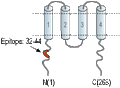 Anti-HVCN1 Antibody