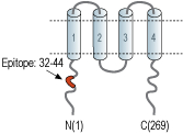 Anti-HVCN1 Antibody