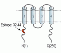 HVCN1 Blocking Peptide