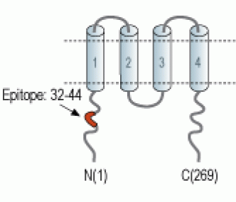 HVCN1 Blocking Peptide
