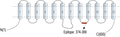 Anti-OTOP1 Antibody