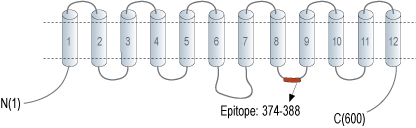Anti-OTOP1 Antibody