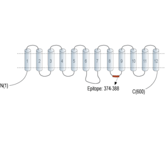 OTOP1 Blocking Peptide
