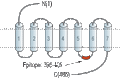 Anti-Histamine H1 Receptor (HRH1) Antibody