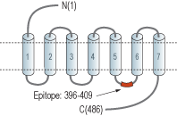 Anti-Histamine H1 Receptor (HRH1) Antibody
