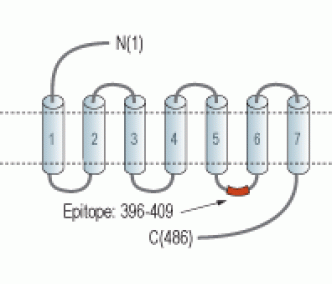 Histamine H1 Receptor/HRH1 Blocking Peptide