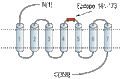 Anti-Histamine H2 Receptor (HRH2) (extracellular) Antibody