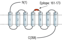 Anti-Histamine H2 Receptor (HRH2) (extracellular) Antibody