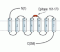 Histamine H2 Receptor/HRH2 (extracellular) Blocking Peptide