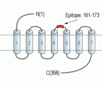 Histamine H2 Receptor/HRH2 (extracellular) Blocking Peptide