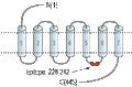 Anti-Histamine H3 Receptor (HRH3) Antibody