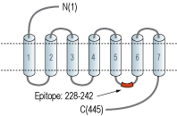 Anti-Histamine H3 Receptor (HRH3) Antibody