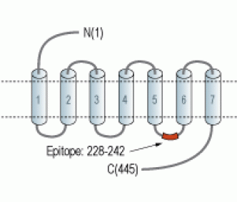Histamine H3 Receptor/HRH3 Blocking Peptide