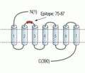 Human Histamine H4 Receptor/HRH4 (extracellular) Blocking Peptide